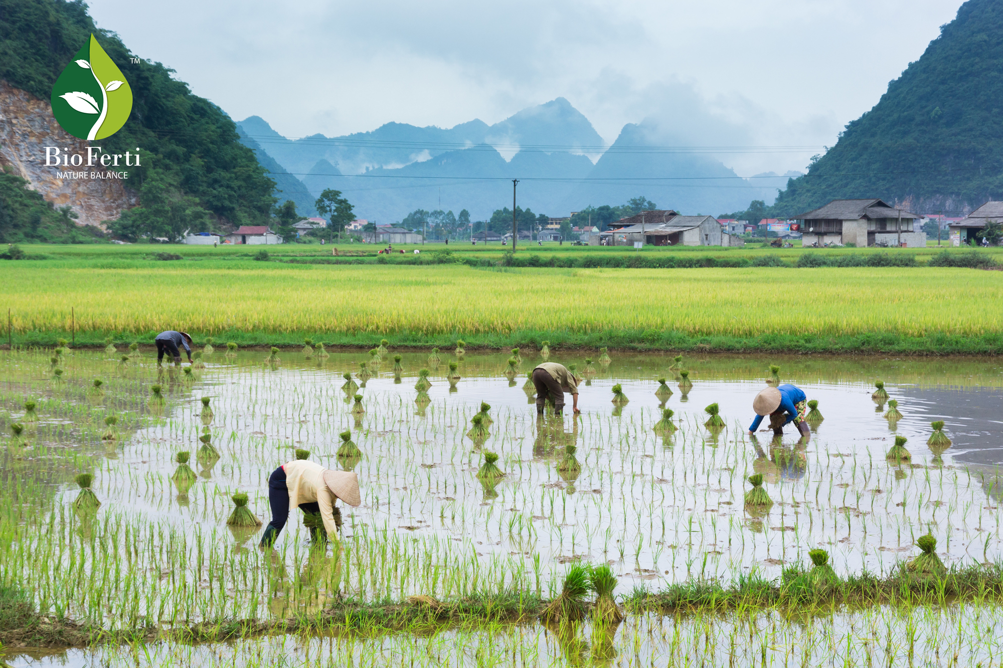 You are currently viewing COULD RICE-FISH FARMING HELP SOLVE WORLD HUNGER?