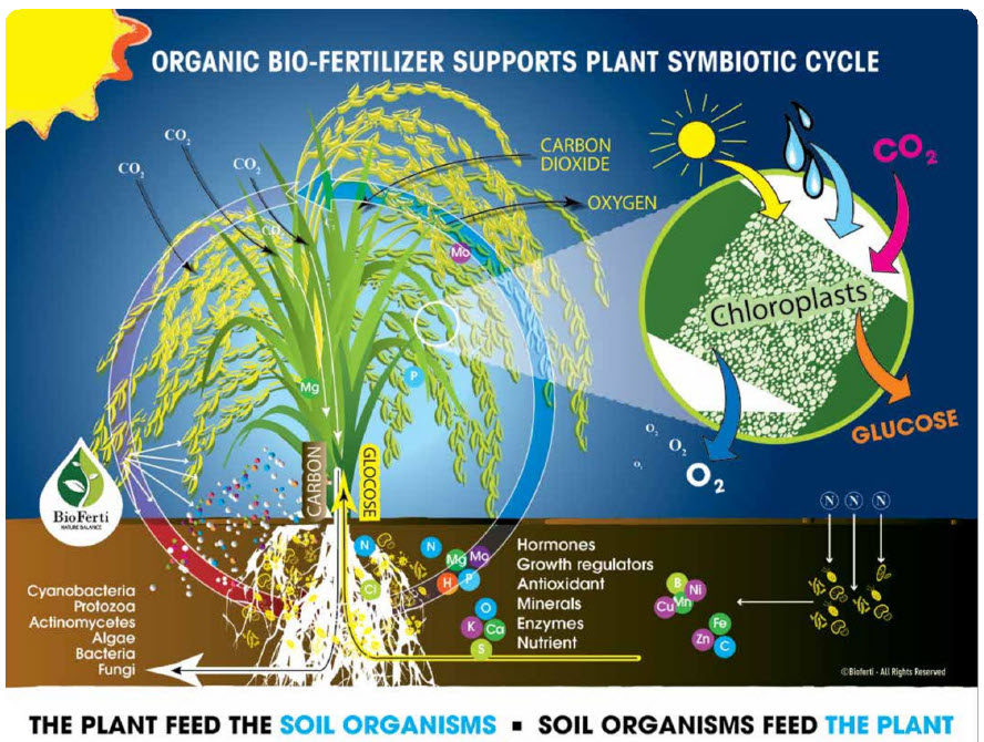 Bioferti Suma Organic AQS