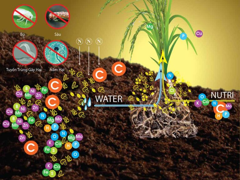 Read more about the article BIOFERTI – kiểm soát ốc bươu vàng và giảm mặn trên đồng ruộng để cây trồng khỏe mạnh, chất lượng và năng suất tối ưu